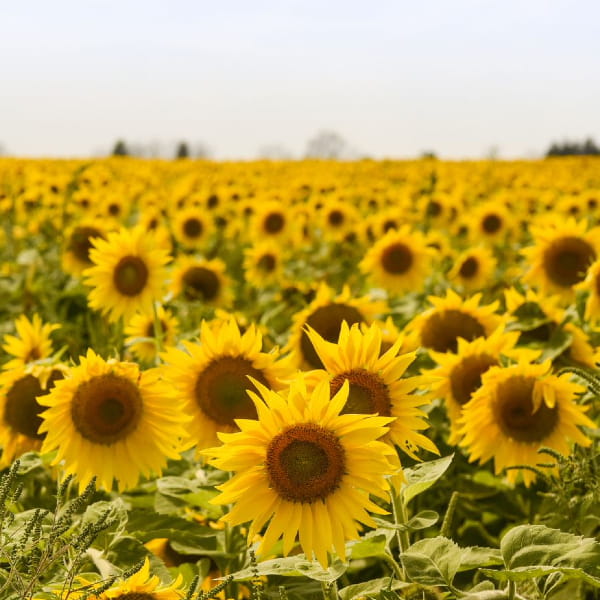 sunflowers