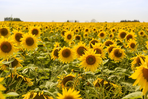 A photo of sunflowers