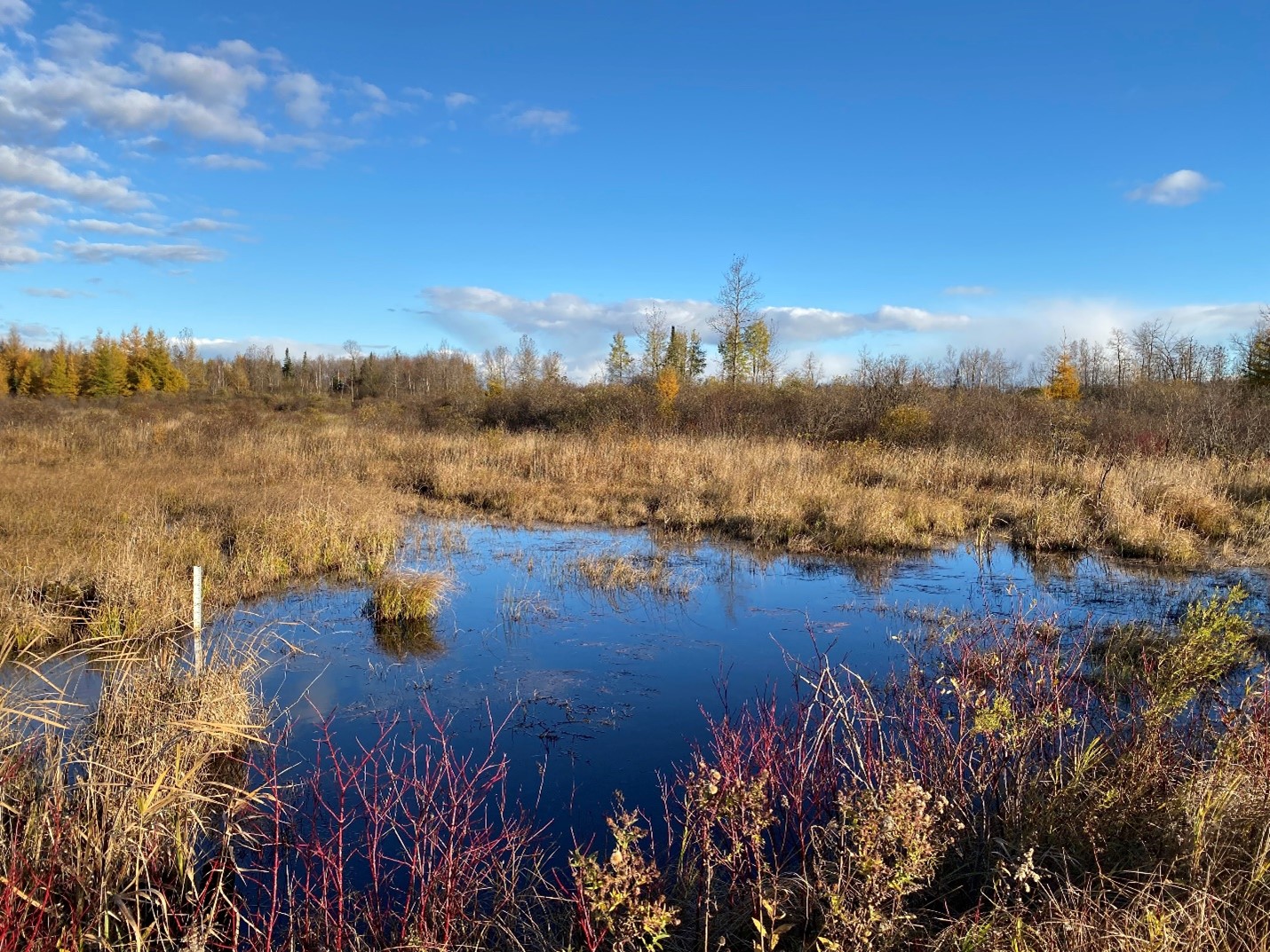 Ontario wetlands