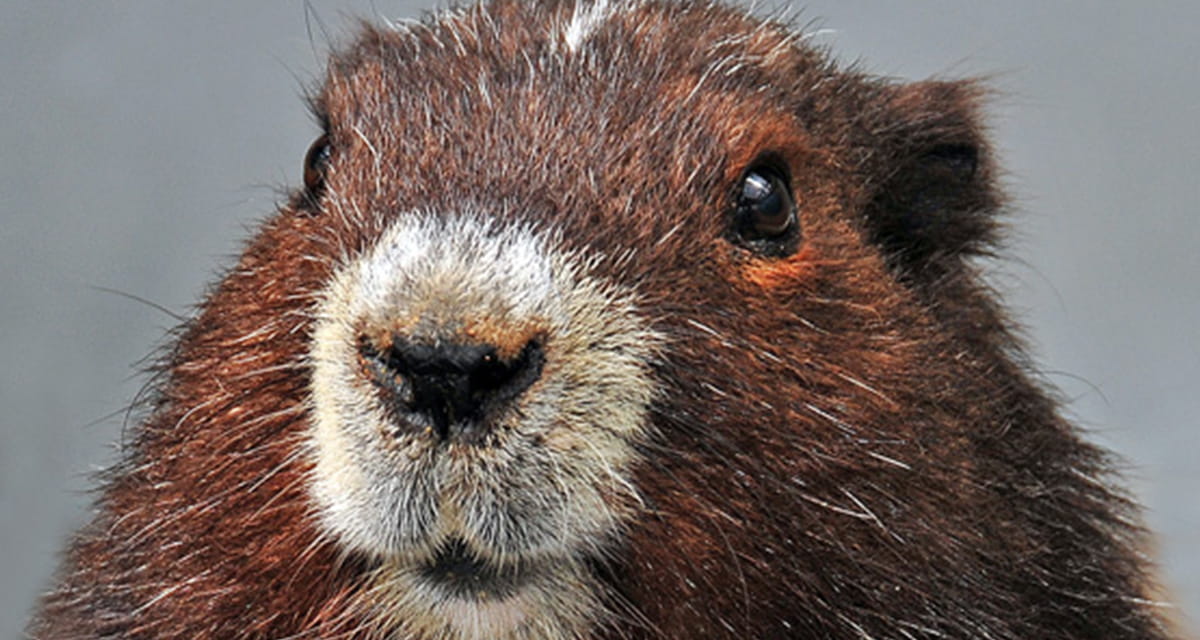 A marmot from Vancouver Island