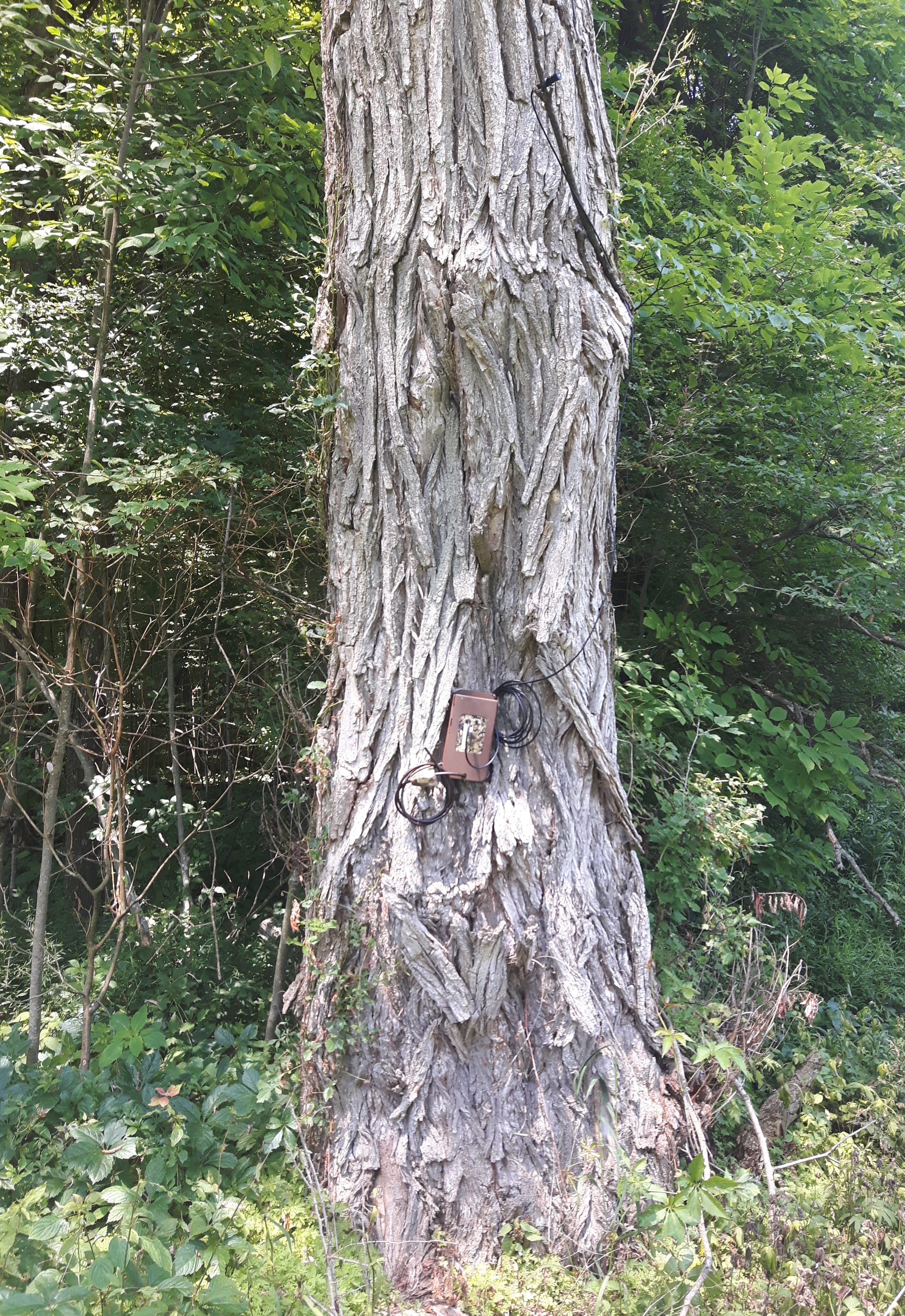 Tree with acoustic monitor attached