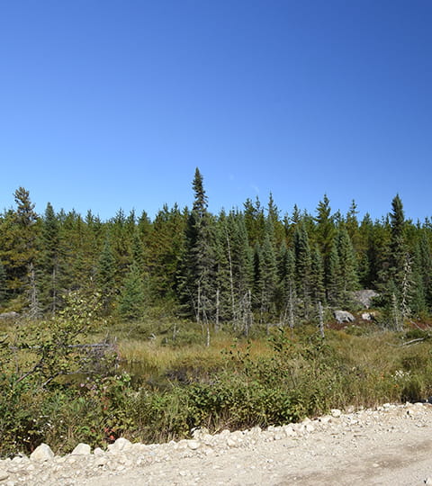 Trees beside a dirt path under a clear blue sky.