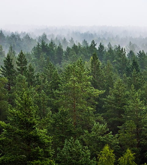 Une forêt de conifères.