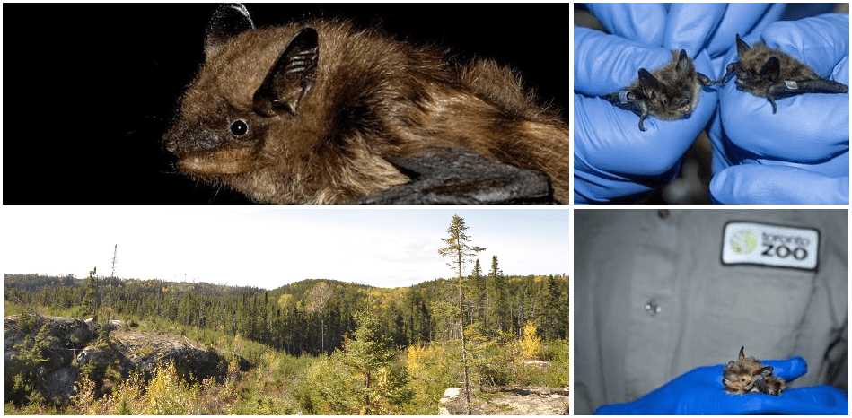 Photos de grandes chauve-souris brunes et de leur habitat.