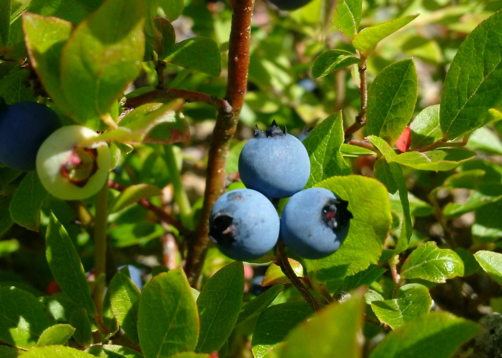 Bluberries
