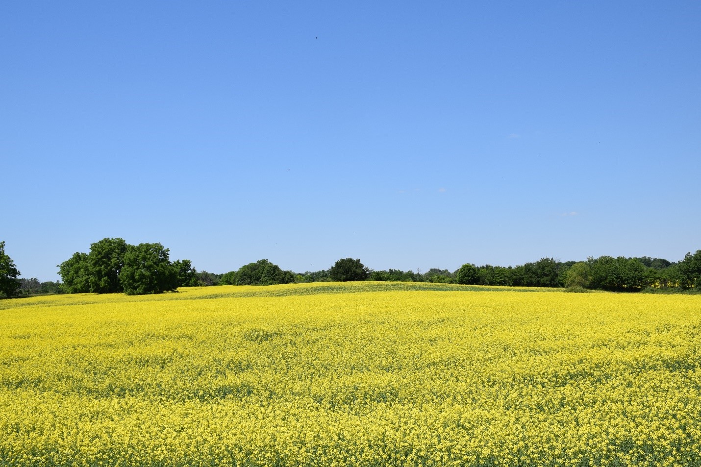 This is a photo of a field.