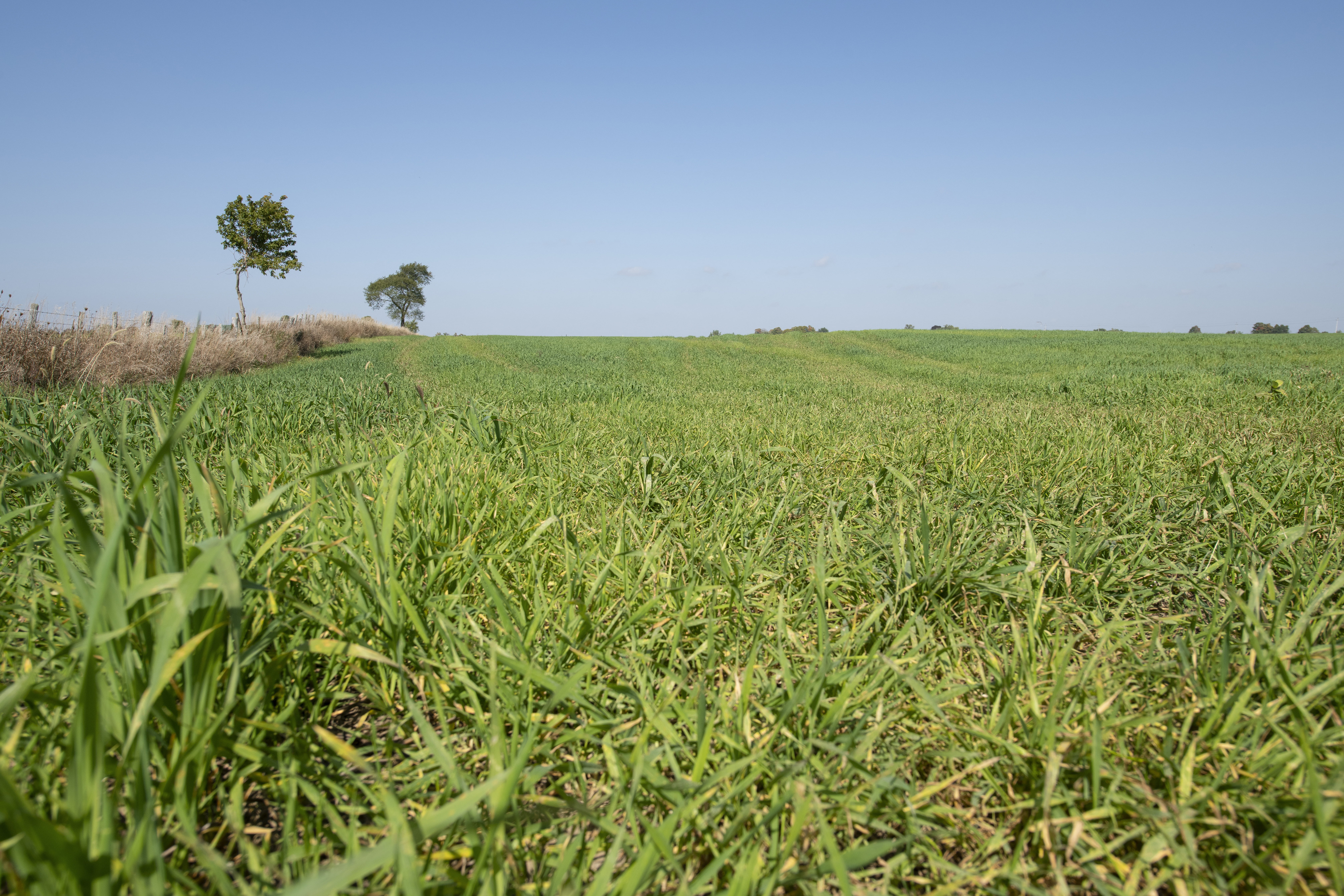 A sunny cornfield in South Bruce, Ontario.
